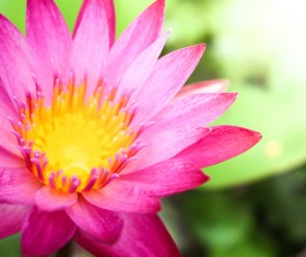 Beautiful blooming Lotus Stock Photo 09