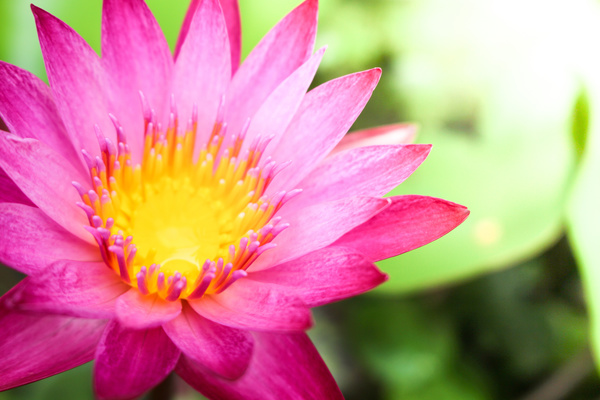 Beautiful blooming Lotus Stock Photo 09