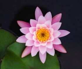 Beautiful blooming Lotus Stock Photo 10