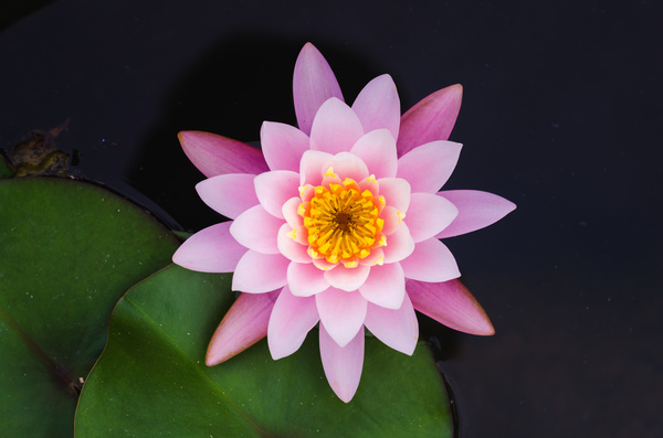 Beautiful blooming Lotus Stock Photo 10