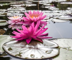 Beautiful blooming Lotus Stock Photo 11