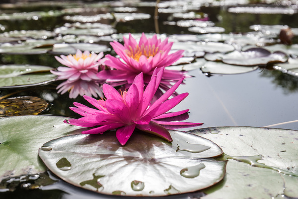 Beautiful blooming Lotus Stock Photo 11
