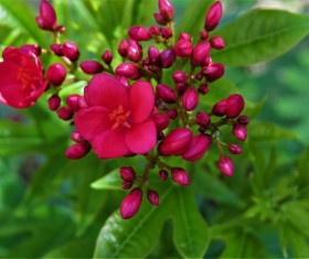 Beautiful blooming flowers Stock Photo
