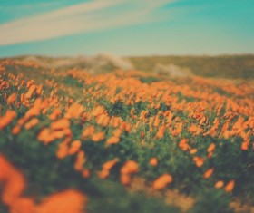 Beautiful blooming flowers field Stock Photo