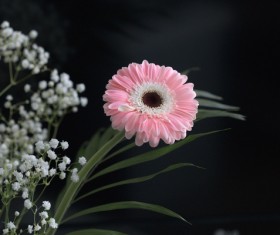 Beautiful flowers gerbera Stock Photo 01