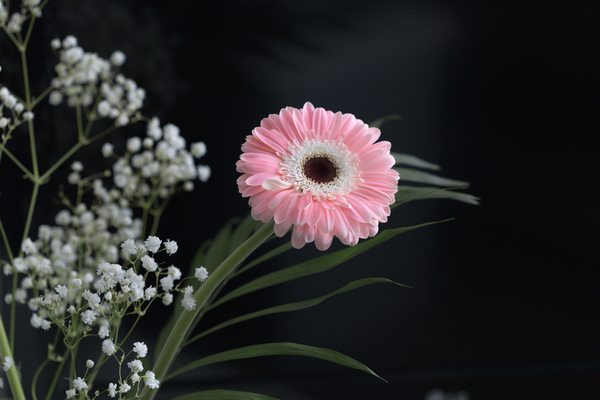Beautiful flowers gerbera Stock Photo 01