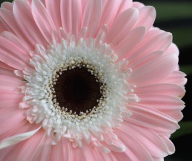 Beautiful flowers gerbera Stock Photo 02