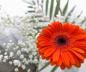 Beautiful flowers gerbera Stock Photo 03
