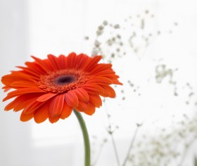 Beautiful flowers gerbera Stock Photo 04