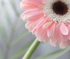 Beautiful flowers gerbera Stock Photo 05