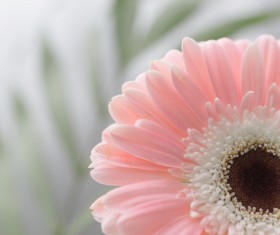 Beautiful flowers gerbera Stock Photo 06