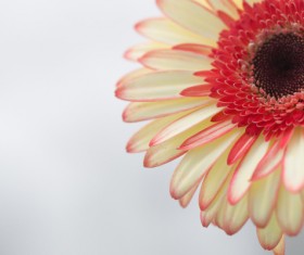 Beautiful flowers gerbera Stock Photo 07