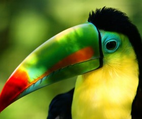 Beautiful long billed bird Stock Photo