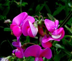 Beautiful pea flower Stock Photo