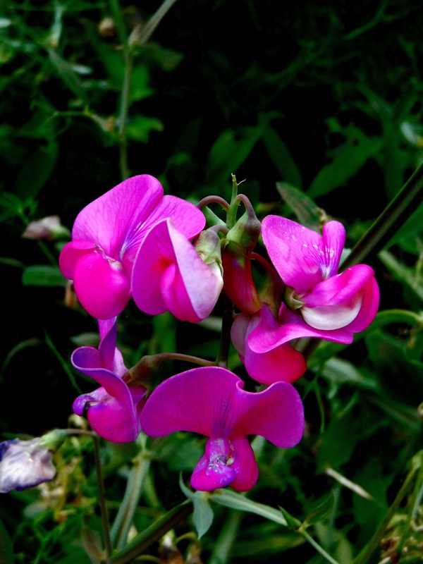 Beautiful pea flower Stock Photo