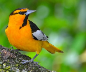 Beautiful tits Stock Photo 01