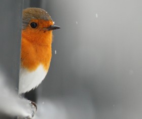 Beautiful tits Stock Photo 02