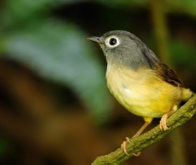 Beautiful tits Stock Photo 03