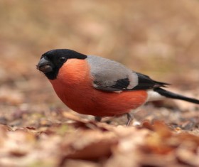 Beautiful tits Stock Photo 04