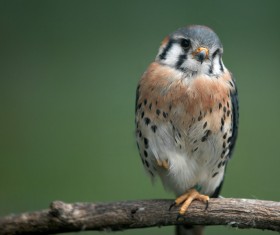 Beautiful tits Stock Photo 05