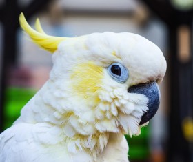Beautiful white cockatoo Stock Photo