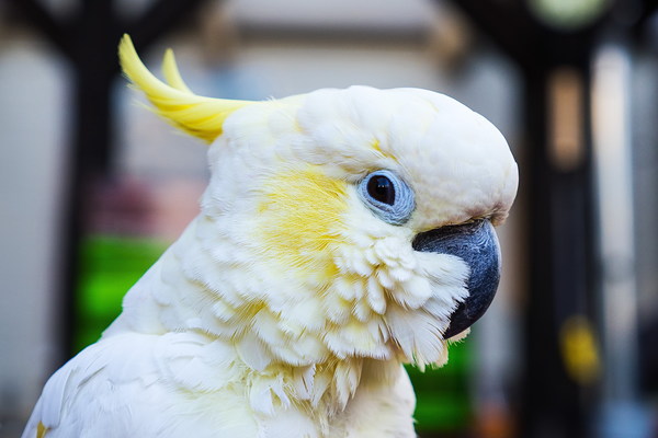Beautiful white cockatoo Stock Photo