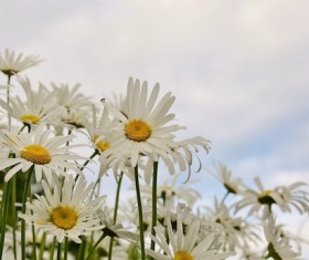 Beautiful white flowers in the garden Stock Photo