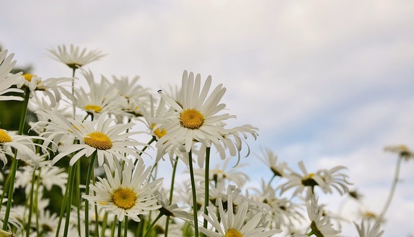 Beautiful white flowers in the garden Stock Photo