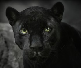 Black leopard Stock Photo