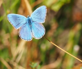 Blue butterfly Stock Photo