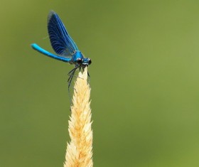 Blue dragonfly Stock Photo