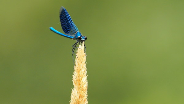 Blue dragonfly Stock Photo