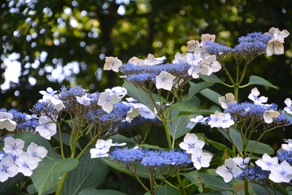 Blue flowers Stock Photo