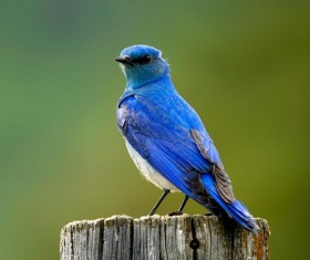 Blue tits Stock Photo