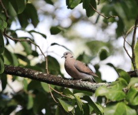 Branches on the gray pigeons Stock Photo