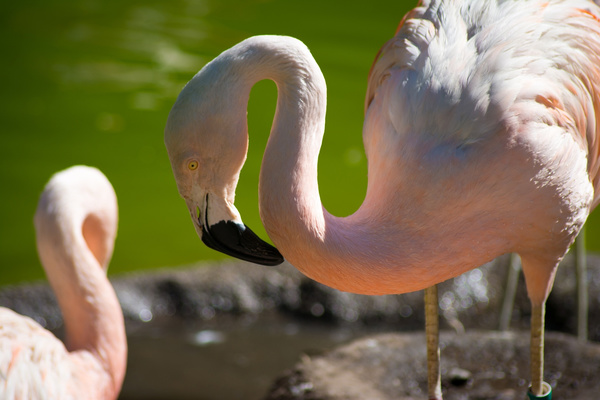 Chile Flamingo Stock Photo