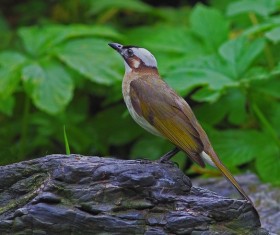 Chinese bulbul Stock Photo