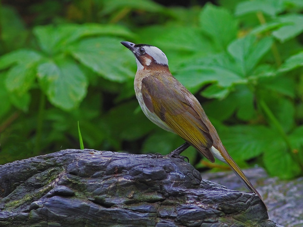 Chinese bulbul Stock Photo