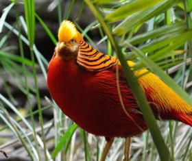 Chrysolophus pictus Stock Photo 01