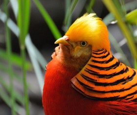 Chrysolophus pictus Stock Photo 02