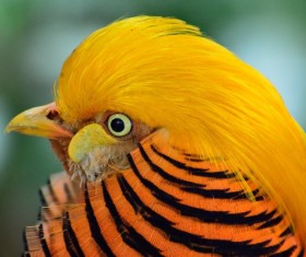 Chrysolophus pictus Stock Photo 03