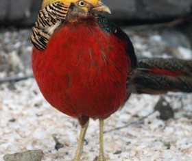 Chrysolophus pictus Stock Photo 05