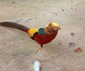 Chrysolophus pictus Stock Photo 06