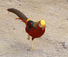 Chrysolophus pictus Stock Photo 07