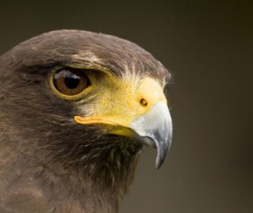 Close-up photography Eagle head Stock Photo