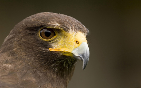 Close-up photography Eagle head Stock Photo