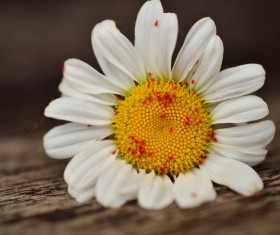 Close-up shot of white chamomile Stock Photo 01
