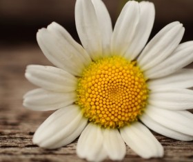 Close-up shot of white chamomile Stock Photo 02