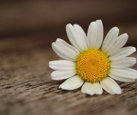 Close-up shot of white chamomile Stock Photo 03