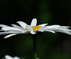 Close-up shot of white chamomile Stock Photo 04